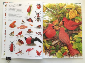 Селин Потард: Большой атлас животных