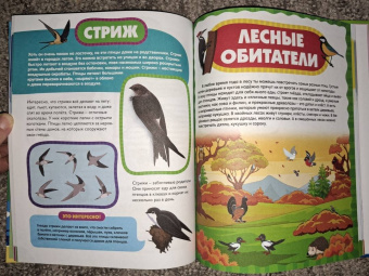 Анна Забирова: Птицы для самых маленьких