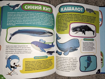 Анна Забирова: Животные для самых маленьких