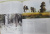 Елизавета Орлова: Иван Шишкин. Биография. Картины. История создания