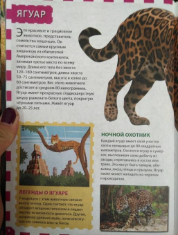 Джунгли. Животные и птицы