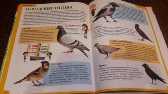 Сергей Рублев: Звери и птицы России. Энциклопедия для детей
