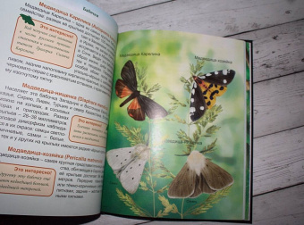Людмила Соколова: Энциклопедия. Бабочки