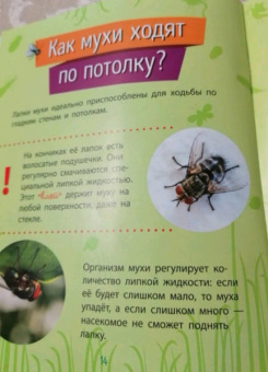 Анна Булгакова: Насекомые