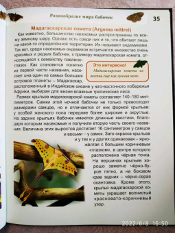 Людмила Соколова: Энциклопедия. Бабочки