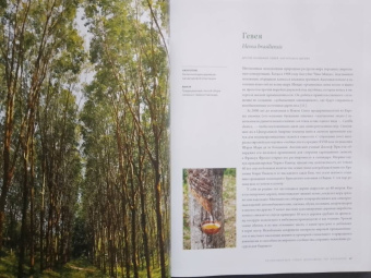 Макс Адамс: Выдающиеся деревья, которые изменили нашу жизнь