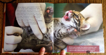 Блэйман, Истланд: Детеныши животных