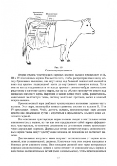 Федотов, Авдеенко, Белозерцева: Ветеринарная маммология. Учебник