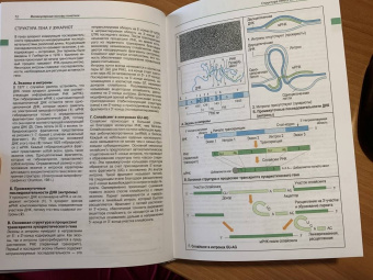 Эберхард Пассарг: Наглядная генетика