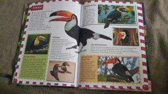 Джунгли. Животные и птицы