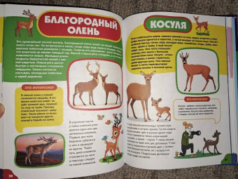 Анна Забирова: Животные для самых маленьких
