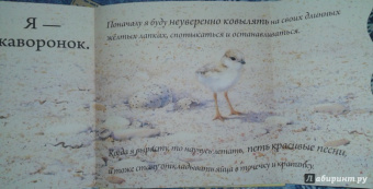 Кто спрятался?