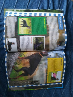 Собаки и щенки