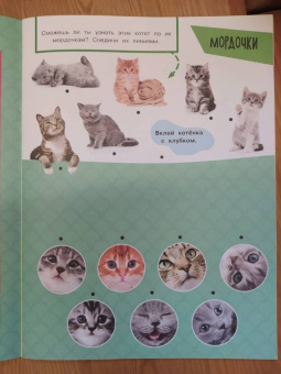Зверята + наклейки. Котята
