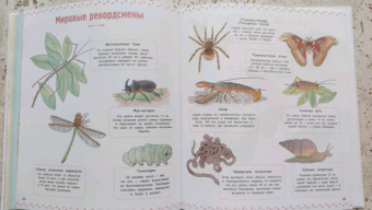 Натали Торджман: Насекомые и другие маленькие животные
