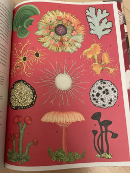 Гайя, Прескотт, Ли: Грибы