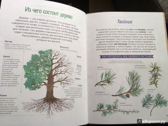 Анна Томас-Белли: Мой лесной гербарий