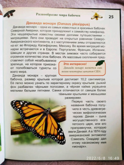 Людмила Соколова: Энциклопедия. Бабочки