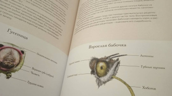 Бен Ротери: Загадочный мир бабочек