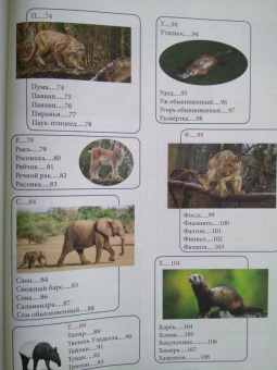 Людмила Соколова: Животный мир от А до Я