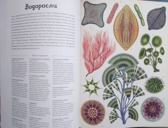 Кэти Уллис: Ботаникум