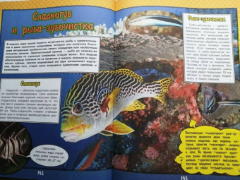 Ликсо, Кошевар: О подводном мире