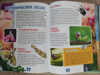 В мире насекомых. Детская энциклопедия