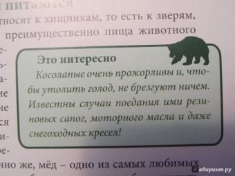 Ярослава Соколова: Хочу знать. Медведи