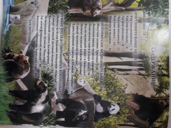 Ярослава Соколова: Хочу знать. Медведи