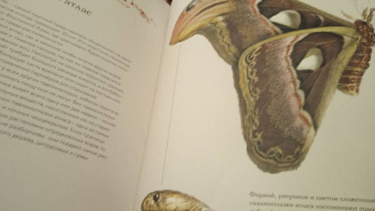 Бен Ротери: Загадочный мир бабочек