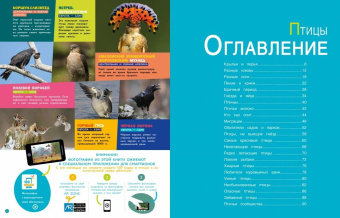 Птицы