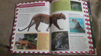 Джунгли. Животные и птицы