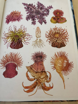 Лавдэй Триник: Океанариум