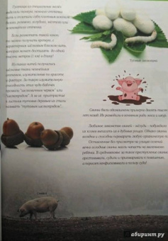 Ольга Соколова: Домашние питомцы и кто за них в ответе…