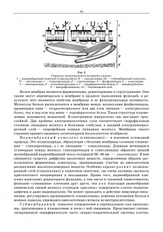 Сидорова, Панов, Семак: Морфология сельскохозяйственных животных. Анатомия и гистология с основами цитологии и эмбриологии