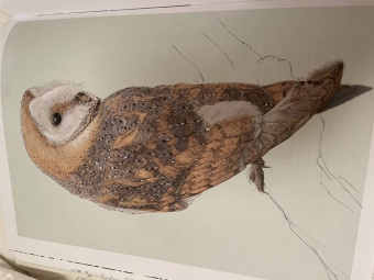 Бен Ротери: Тайны дикой природы