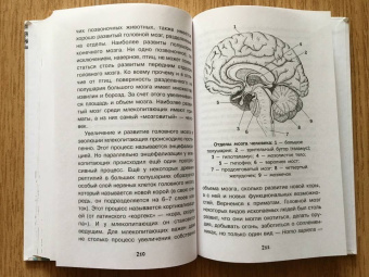 Алексей Пахневич: Увлекательная анатомия
