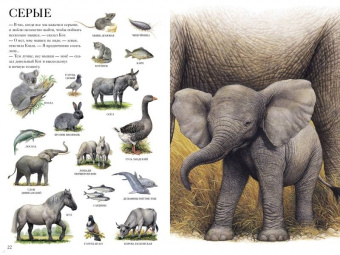 Селин Потард: Большой атлас животных