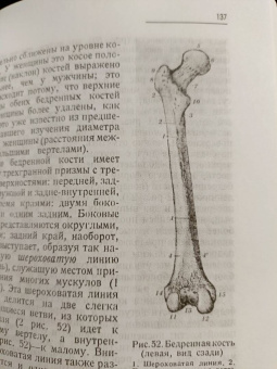 Матиас-Мария Дюваль: Анатомия для художников. Учебное пособие