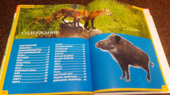 Сергей Рублев: Звери и птицы России. Энциклопедия для детей