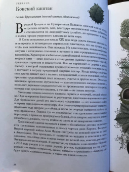 Джонатан Дрори: Вокруг света за 80 деревьев