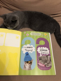 Мой милый котенок