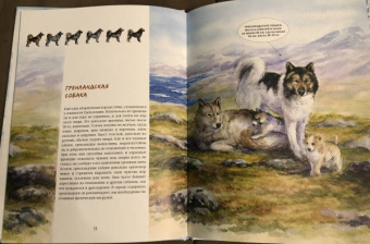 Савва Сафонов: Ездовые собаки. Великий транспорт Севера