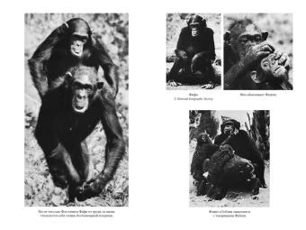 Джейн Гудолл: В тени человека