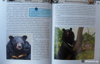 Ярослава Соколова: Хочу знать. Медведи