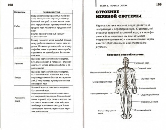 Андрей Шляхов: Анатомия на пальцах