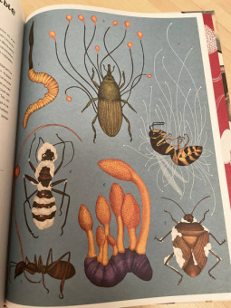 Гайя, Прескотт, Ли: Грибы