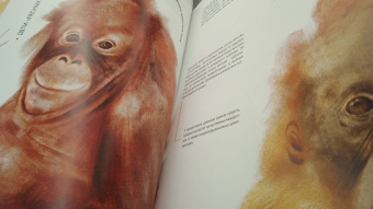 Вальтер Фогато: Детёныши животных в натуральную величину