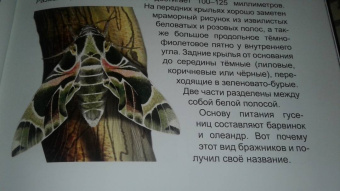 Людмила Соколова: Энциклопедия. Бабочки