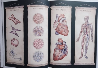 Дженнифер Пакстон: Анатомикум